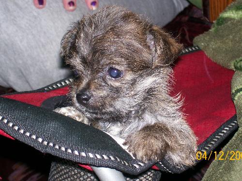 My puppy - Just a picture of my puppy sitting in a drink holder on the side of a chair
