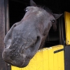 Destiny - Destiny avatar - a horse from my stables.