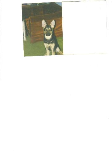 Major Lee - This is picture of our Germen Shepard. He has been put down 2 years ago and is missed very much so.