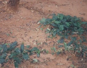 Medicinal plant - Aristolochia indica is a native of India. Belongs to family Aristolochiaceae. Reported to have antibacterial activity.