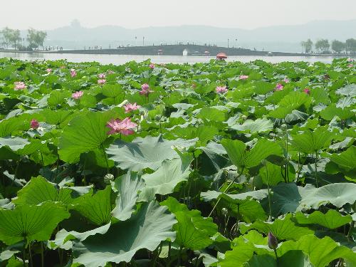lotus in west lake - I like Hangzhou ,the west lake is very beautiful
