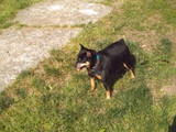 killer - my doggie killer