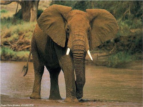 Elephant - I think it would be the greatest to own one of these beautiful, gentle giants!