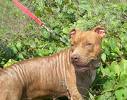 Red nosed pit bull - Pit bull - I think they're dangerous