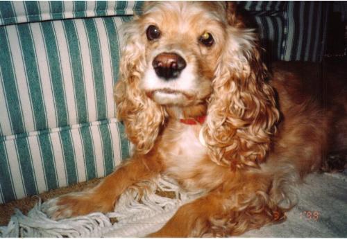 Cocker Spanial - Pet dog
