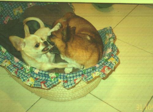 pets - my pets, little doudou and naonao