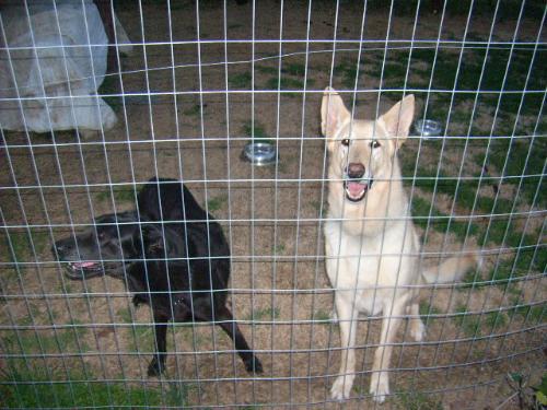 Pepper and Jake - Jake on the right, I call him the mutant shepherd. He is a gorgeous dog though, all 90 lbs of the big lug....