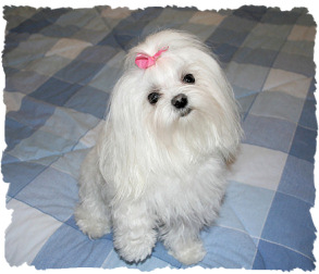 My Maltese - These are the best little lap dogs I have ever seen. I have seen both male and female and they all seem to be good family pets. I have always had to have poodles because of my asthma but I do not too bad at all with the Maltese and they're so beautiful.