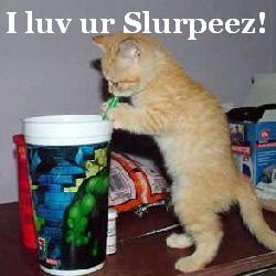 Slurpee Cat - What a cat ... stealing all of the slurpee!