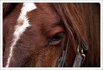 Horse  - Horse Horse Horse Horse Horse Horse Horse Horse Horse Horse Horse Horse Horse Horse Horse Horse Horse Horse Horse Horse Horse Horse Horse Horse Horse Horse Horse Horse Horse Horse Horse Horse Horse Horse Horse Horse Horse Horse Horse Horse Horse Horse Horse Horse Horse Horse Horse Horse Horse Horse Horse Horse Horse Horse Horse