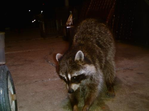 Rascal Racoon - Rascal having some nutty bar and having pictures taken.