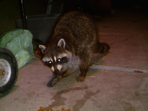 Rascal Raccon 2  - Staill eating his nutty bar and som dog food.
