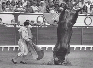 bull fight - hey this is ............