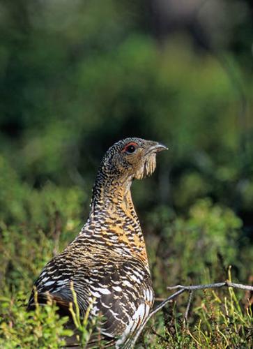 Capercaillie - A Capercaillie hen out in the woods