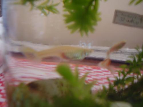 Guppy - One of my guppies!