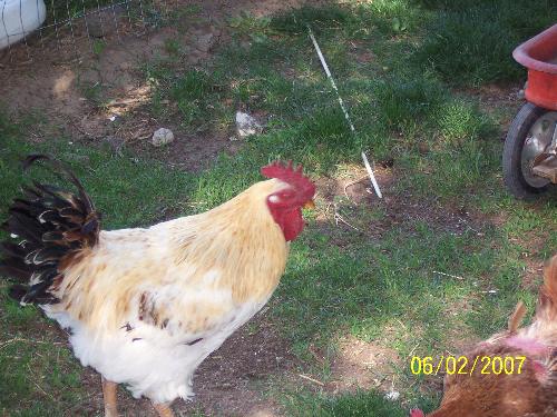 MY sister's rooster - One on my siter's roosters.