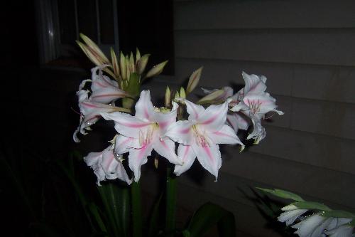 flowers - flowers in my yard, not sure what kind