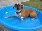 Swimming - doggone swimming