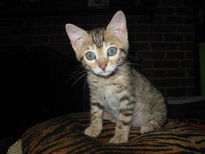 Bengals - Suga Foot my kitty
