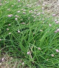 Chives - Chives are one of the best herbs for flavor.