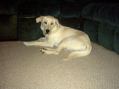 My new pup - This is the new puppy I got yesterday. Her name is Gypsy, and she is a seven month old yellow lab. She is turning out to be such a character, but a really quick learner! Already knows to go to the door! Yeah!!!!