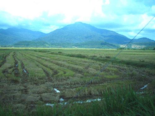 Serenity in Langkawi - A view of paddy farm in Langkawi.In the background is the famous Mat Chincang Mountain where you can reach the peak through cable car(opens in 2005)