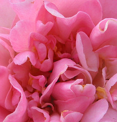 camellia heart - beautifl flower, reminds me of being in love..again and again and again...