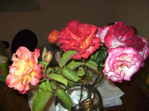 Freshly Perfumed Sacramento roses - These are roses I picked at my brothers house, and put on their dining table fresh from their front yard.