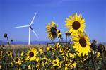 Yellow Flower - fdsffg