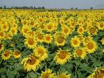 Life Likes Sun Flower - fsfdgfdg