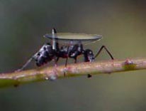 an ant carrying a contact lens Ü - a cute picture