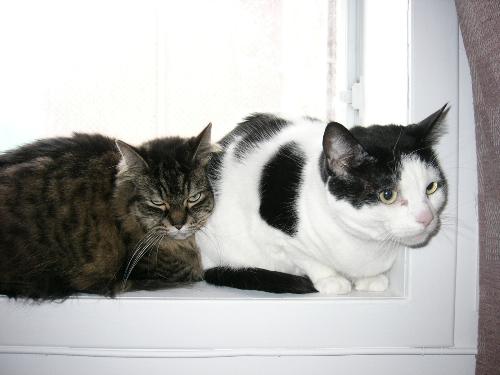 2 of my 3 cats (Mimi and Katou) - This is one of the rare picture of my 2 cats together. They never sleep together. But when we move to our new house the both needed some comfort :)