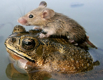 A Mouse hitchen a Ride - This is a mouse catching a ride on a frog after a monsoon!!