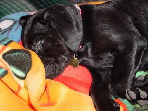 Mia - Mia, asleep, 8 months old