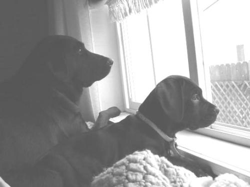 My Babies - Ana and Mia, about 5 months ago (March 2007) in the bedroom window