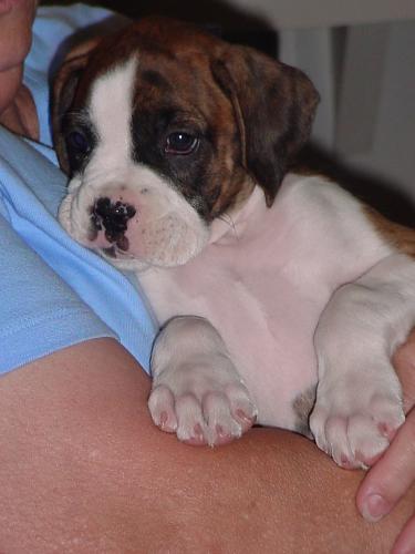 The third baby - This is Chance, he's the third baby in our house and our newest addition. He's all of 9 weeks old and cute as a bug. This was taken just a couple of days ago 7/25/07