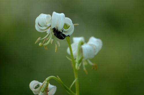 Beetle in the flower - I found a Beetle in one flower and it is a ugly one.