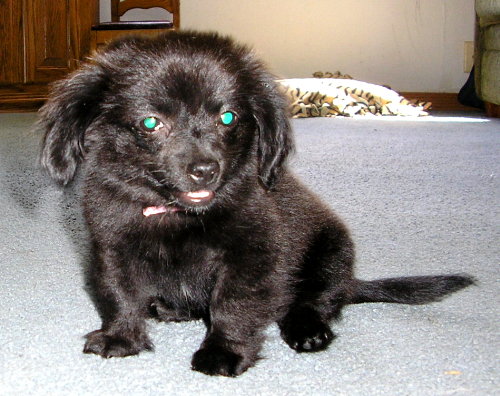 My New Puppy - puppy, mini daschound, papillon