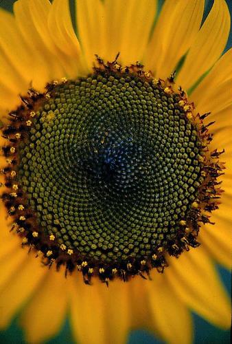 Close-up of a sunflower - photo of a sunflower