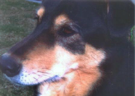 Mocha - This is my recently deceased dog, Mocha. She was the best dog; very sweet! I miss her everyday!