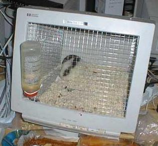 cage - monitor turn into cage