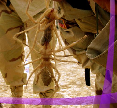 camel spiders - camel spiders in Iraq