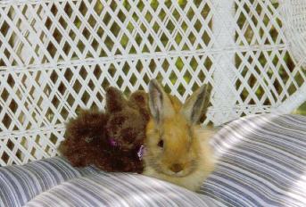 karma  - karma with stuffed animal.