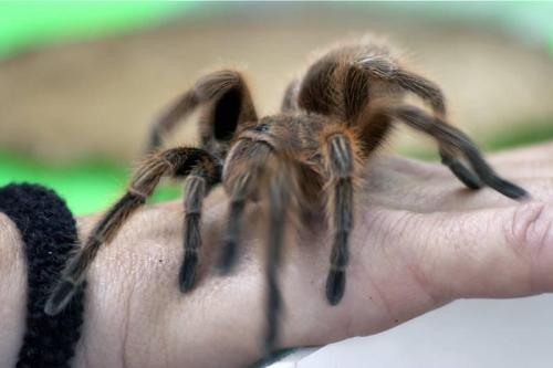 tarantula - tarantulas