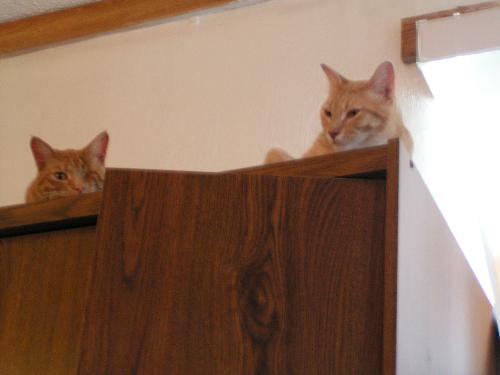 My two cats - Like all cats, ours like to get up onto high places. The one-eyed one is the female that was attacked this morning. The other is her best 'Buddy'. They have been raised together. I don't know what he will do if we have to put her down.