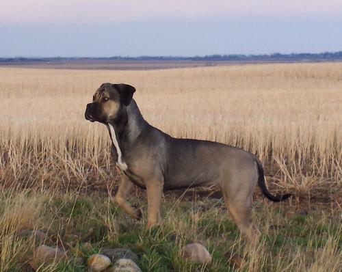 American Alaunt Mastiff - Maggie at a year and a half. The only American Alaunt in Canada.