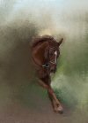 Charlie - Charlie being lunged, cantering, smudged. Horseriding
