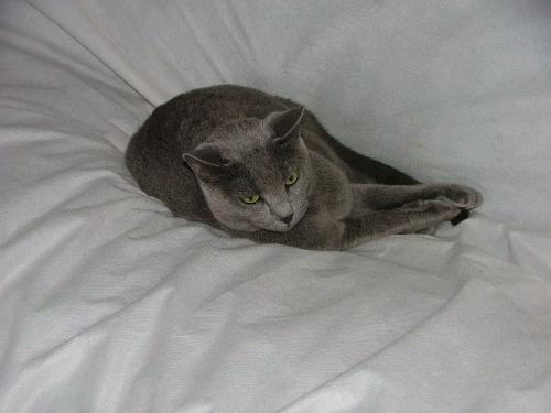 My Russian Blue girl... - My Russian Blue Girl...