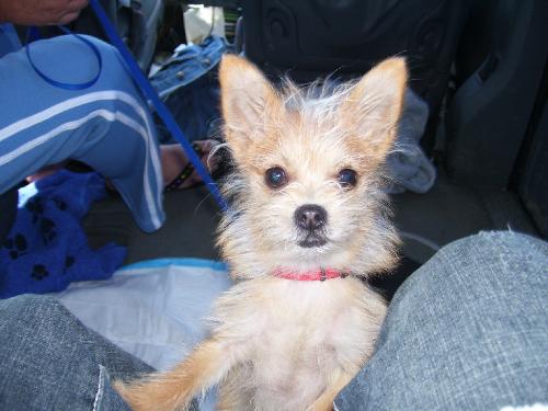 Tea cup Longhair Chihuahua/Mini Maltese mis Our  - Our lil RaZzarr at almost 8 months, weighing in at almost 3 pounds. Got to love him and that we do..