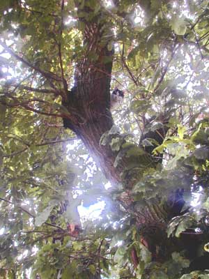 Charade on the tree - My cat, Charade, on the tree